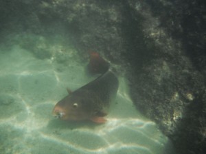 DSCF2833