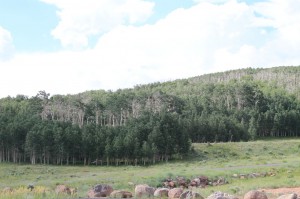 IMG_0720