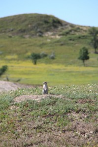 IMG_1263