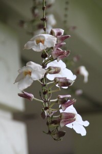 IMG_3127