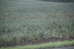 IMG_3159