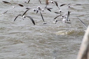 IMG_3920